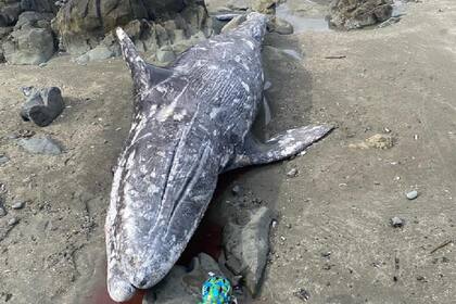 El animal fue hallado en las playas de California después de que un grupo de turistas vieran una lucha entre orcas y ballenas