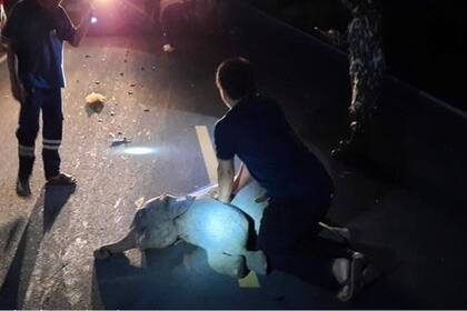 El animal fue impactado por una motocicleta el domingo a la noche cuando cruzaba un camino de la provincia de Chanthaburi y un rescatista le realizó ejercicios de resucitación que resultaron efectivos