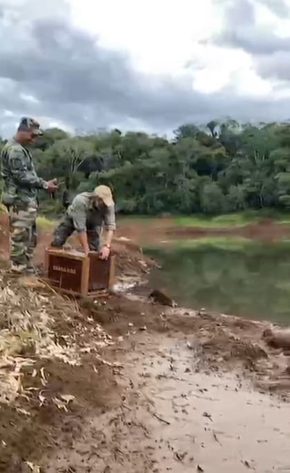 El animal fue liberado luego de superar las heridas y recuperar su estado de salud (Captura: Instagram @fundacionazara)