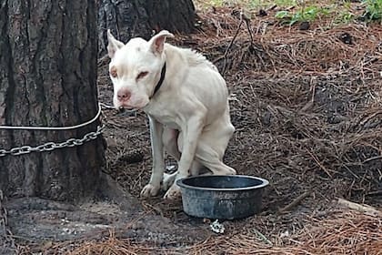 El animal fue rescatado en una granja del estado de Georgia, en Estados Unidos, donde lo hallaron enfermo, demacrado, hambriento y muy por debajo de su peso normal