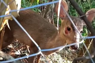 Rescataron un ciervo autóctono que era perseguido por perros y lograron devolverlo a su hábitat natural