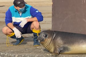 Liberaron al elefante marino que había sido abandonado por su madre y fue rescatado gracias a un peluche de contención