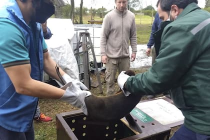 El animal fue rescatado por personal del Ministerio de Ambiente y Desarrollo Sostenible y será trasladado a la Fundación Mundo Marion