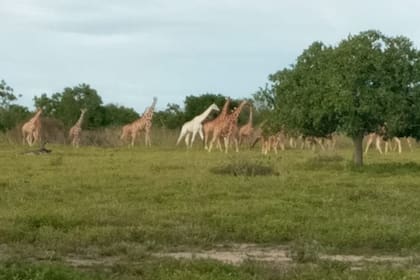 El animal fue retratado por una organización conservacionista de Kenia y es el último sobreviviente de su especie con una rara condición genética conocida como leucismo