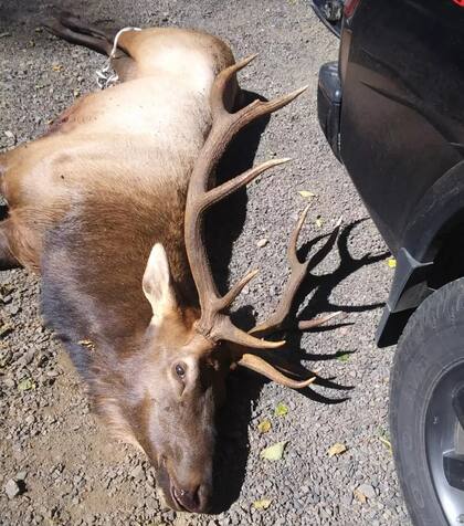 El animal fue sacrificado por la policía (Oregon State Police)