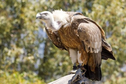 El animal fue visto en las calles de Valdelasfuentes, reconocido barrio en Madrid
