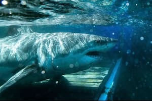 El animal generó un gran asombro en los científicos (Foto: @ocearch)