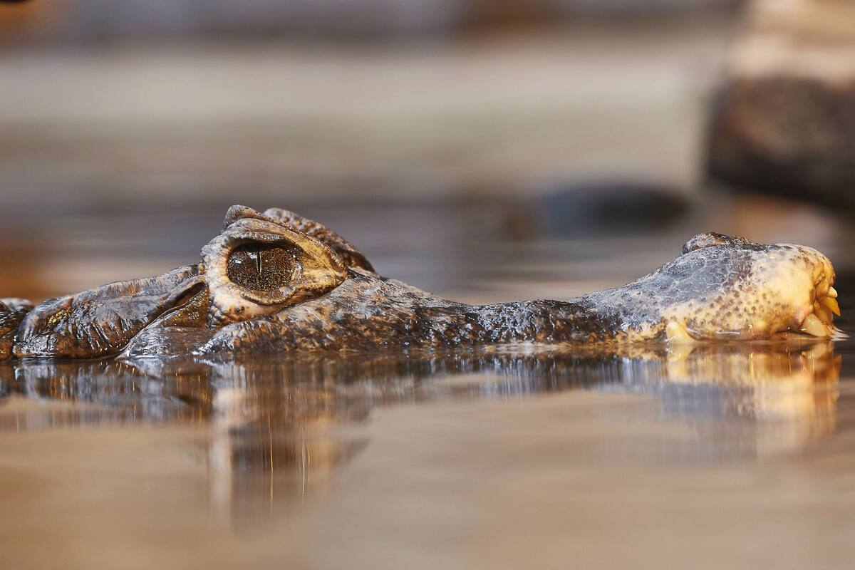El animal golpeó el bote y provocó que el hombre caiga al agua. Fuente: Pixabay