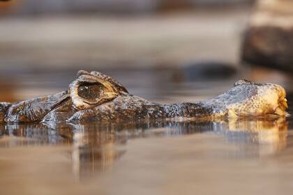 El animal golpeó el bote y provocó que el hombre caiga al agua. Fuente: Pixabay