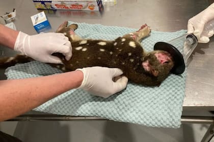 El animal hallado fue atendido por profesionales (Foto Australian National Parks and Wildlife Service)