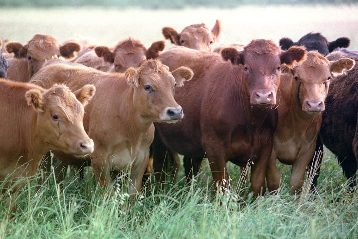 El animal joven tiene el hábito de masticar más que un animal de mayor peso