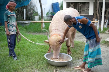 El animal llamó la atención por su pelaje poco habitual