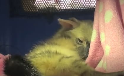 El animal llegó deshidratado y en muy mal estado a las manos de los rescatistas (Captura: The Dodo)