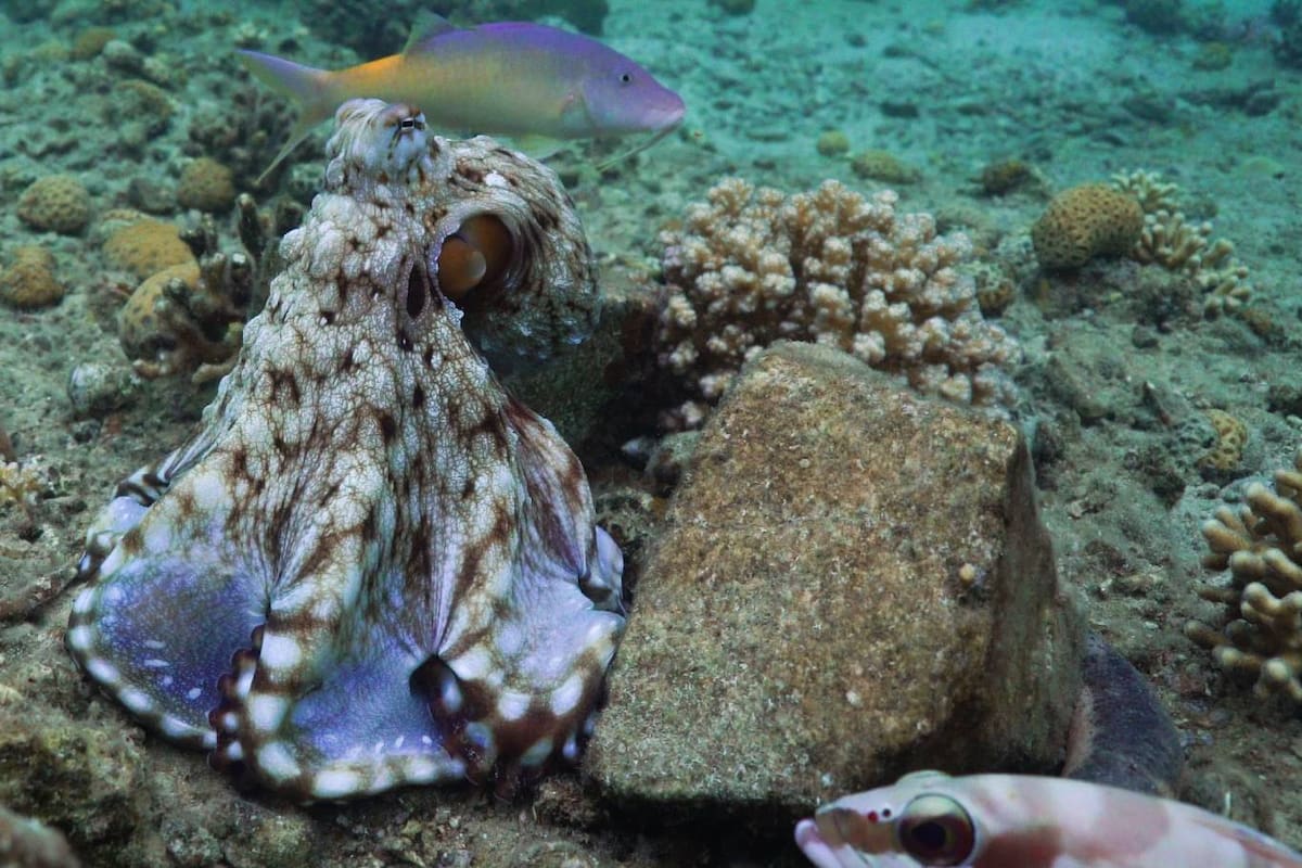 El animal marino de ocho tentáculos tiene conductas agresivas, en parte para organizar salidas de caza colaborativas, pero también como parte de un comportamiento "rencoroso" contra otros peces de la expedición