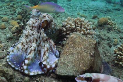 El animal marino de ocho tentáculos tiene conductas agresivas, en parte para organizar salidas de caza colaborativas, pero también como parte de un comportamiento "rencoroso" contra otros peces de la expedición