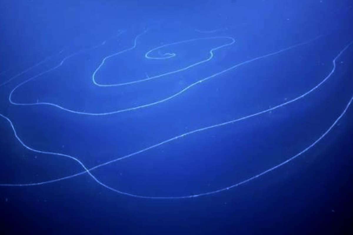 El animal más largo del mundo