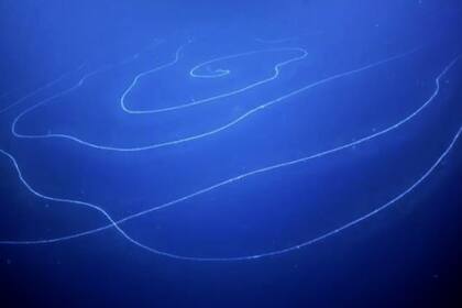 El animal más largo del mundo