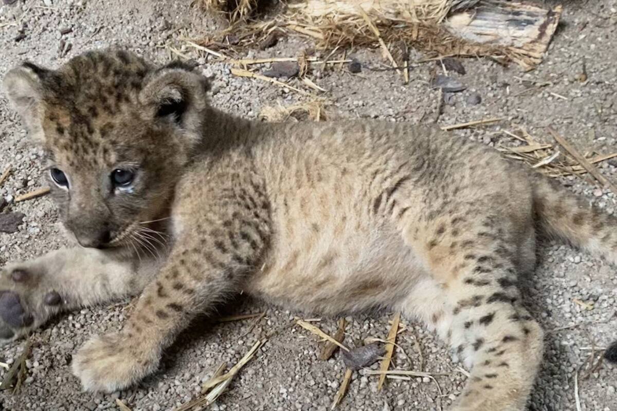 El animal nació el pasado 23 de octubre tras un proceso de inseminación artificial