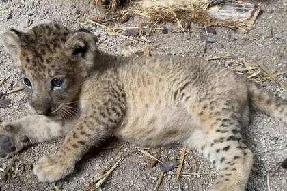 El animal nació el pasado 23 de octubre tras un proceso de inseminación artificial