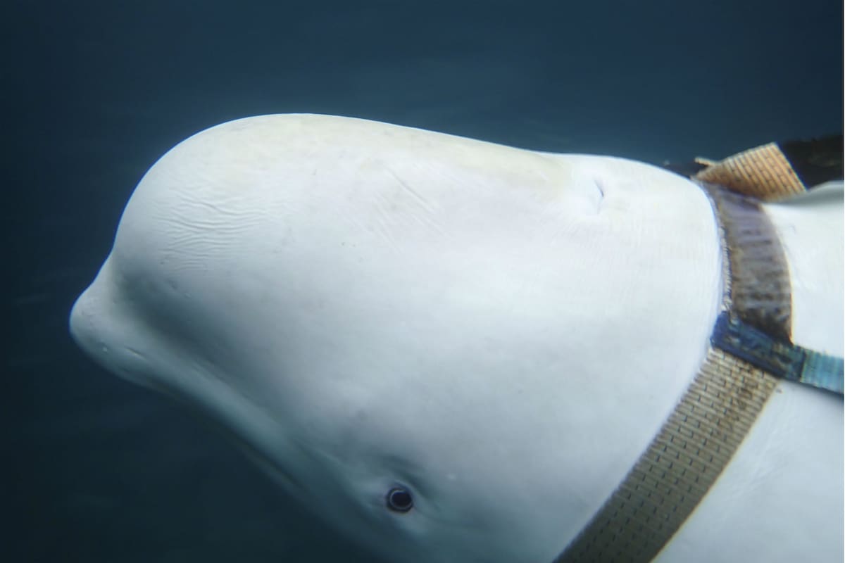 El animal, que fue hallado en el Ártico noruego, pudo haber escapado de instalaciones militares rusas