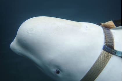 El animal, que fue hallado en el Ártico noruego, pudo haber escapado de instalaciones militares rusas