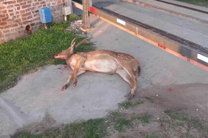 El animal, que había irrumpido en un boliche del barrio de Pichincha, apareció muerto hoy en otro sector de Rosario