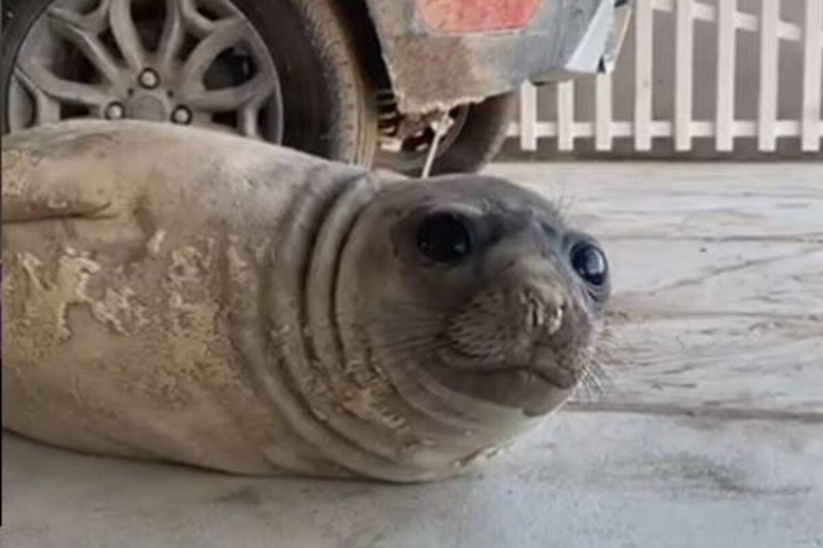El animal, que los vecinos bautizaron Kó, apareció el viernes pasado en el acceso a la casa de verano de la periodista Agustina Muda, que lo grabó y subió su historia a las redes desde ese día hasta esta mañana en que el singular visitante regresó al océano