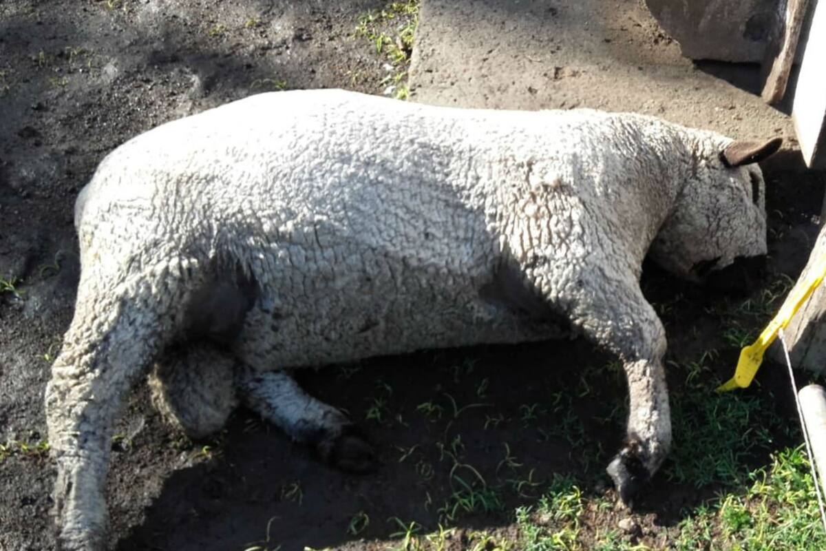 El animal que murió en el campo según denunció Etchevehere