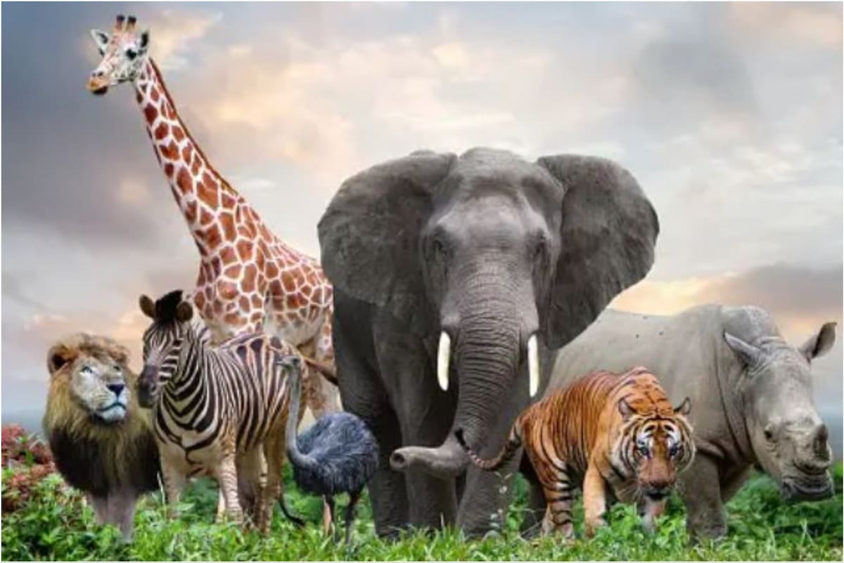 El animal que sustituye al perro y es considerado un aliado de los seres humanos