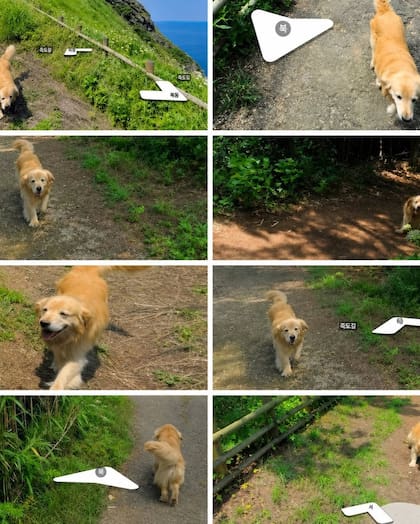 El animal quedó registrado en más de mil fotografías publicadas en Google Maps