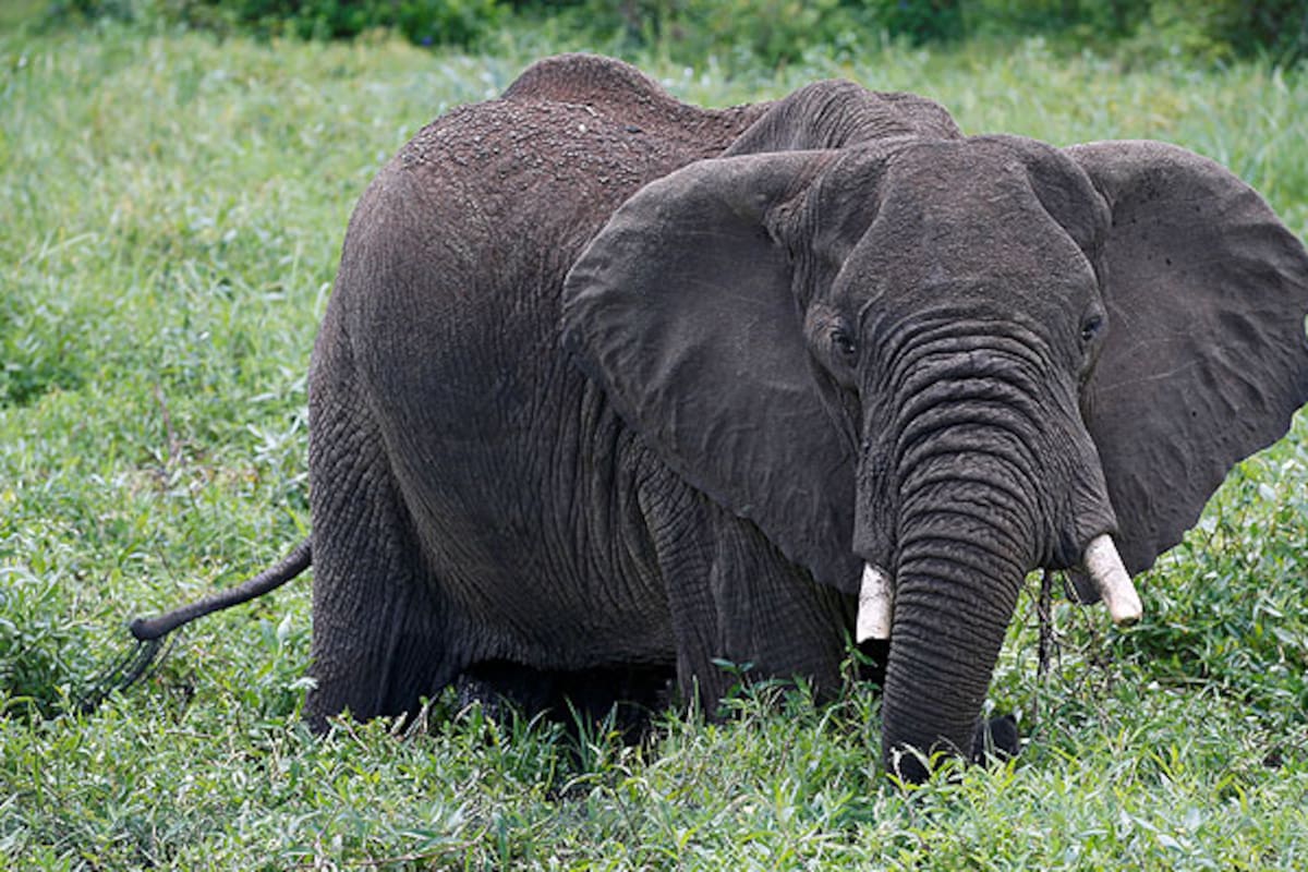 El animal salvaje arremetió contra un vecino, de 73 años, que se encontraba recolectado vegetales