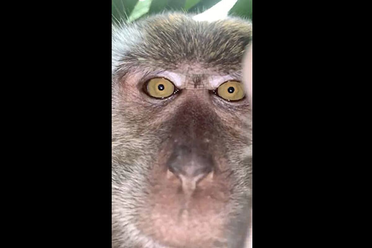 El animal se apropió del teléfono durante la noche. Su dueño lo encontró cubierto de barro junto a una palma en la selva detrás de su casa