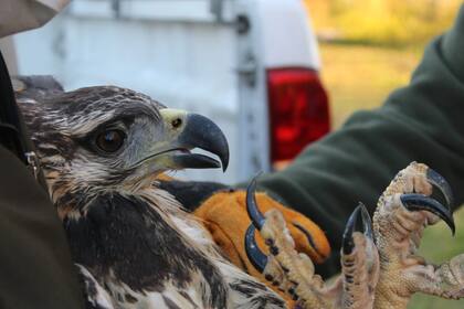 El animal se encontraba a la vera de la ruta 153, a unos 30 kilómetros al sur de Ñacuñán, y a más de 100 de la capital provincial. No podía volar: le detectaron la mandíbula quebrada y un extrema delgadez