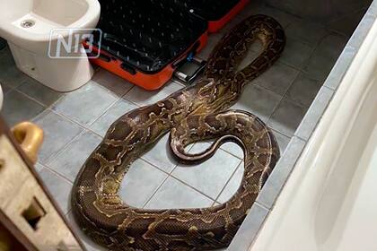 El animal se encontraba en el suelo del baño e investigan si está vinculado a una red de tráfico