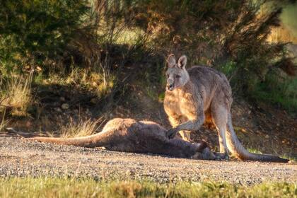 El animal se encuentra desolado con la mano sobre el cuerpo de la hembra que acaba de ser arrollada en una carretera de Melbourne