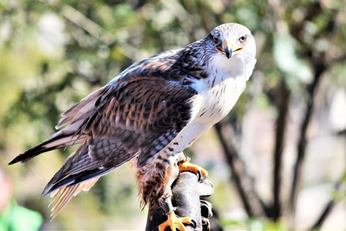 El animal sorprendió a todos los vecinos por atacar al ratón en plena ciudad.