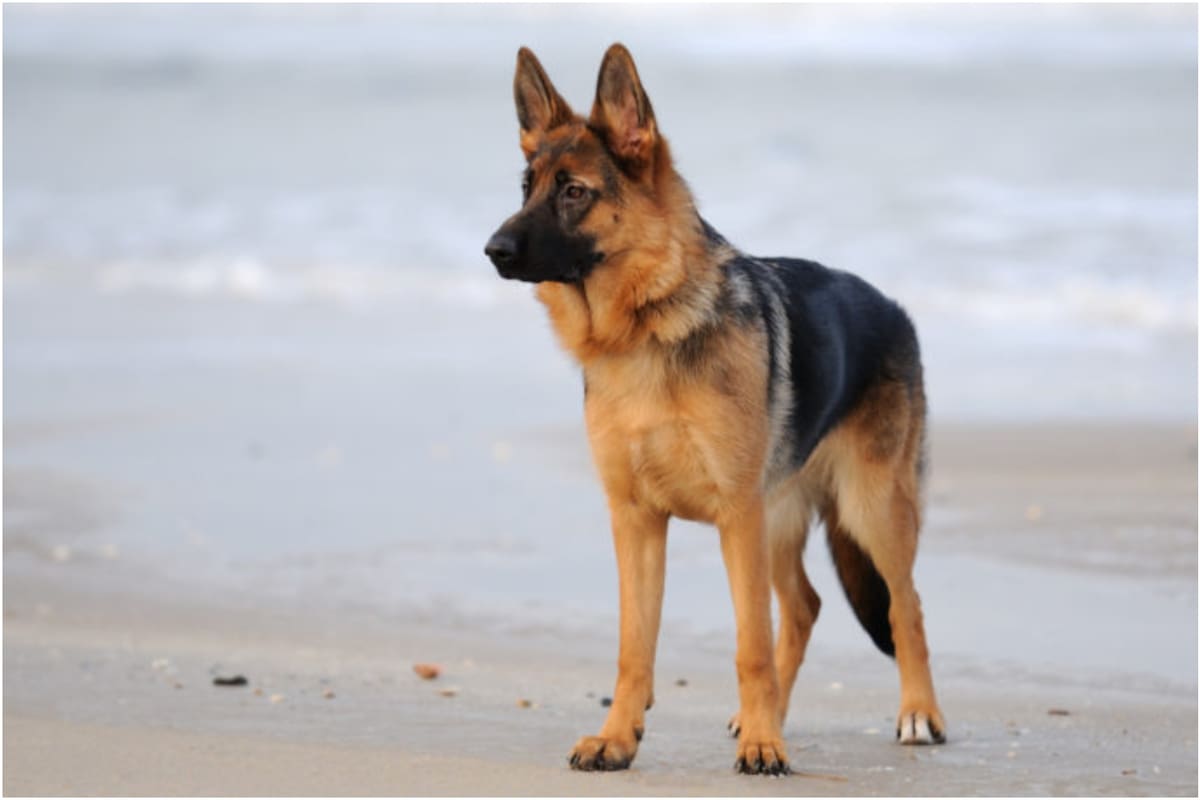 El animal sufrió un paro cardíaco Crédito: nspooner/tock Adobe)