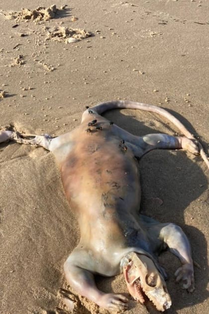 El animal tenía el cuerpo hinchado, cuatro patas cortas, una larga cola y una cabeza, sin carne, aparentemente de reptil