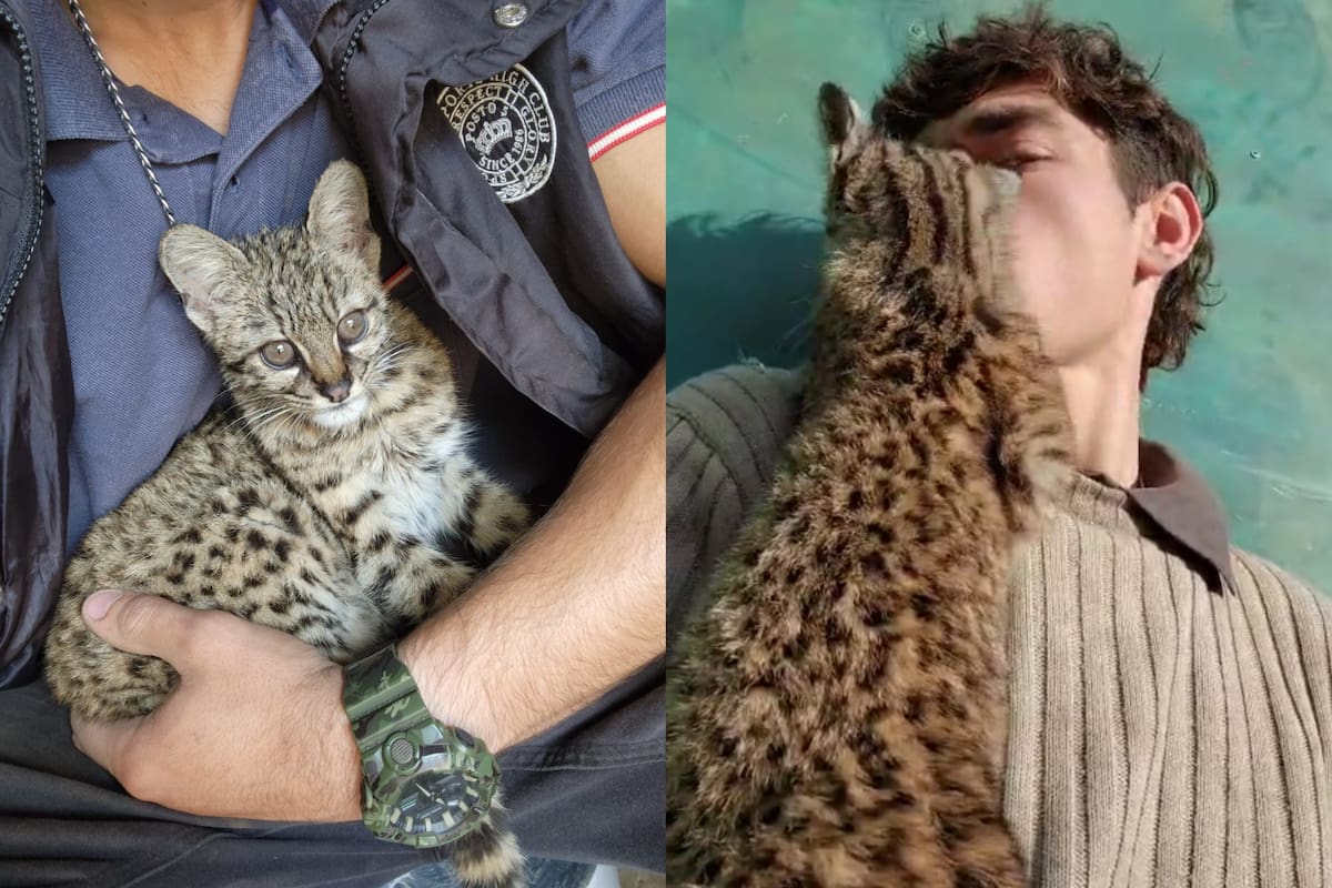 El animal tiene un vínculo muy especial con el joven de 23 años, quien publica los detalles en la plataforma virtual