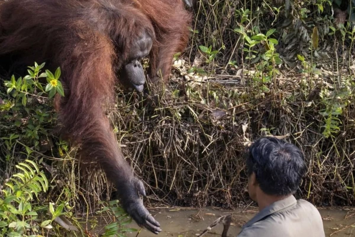 El animal vio a un hombre limpiando el río de serpientes y se acercó a "darle una mano".