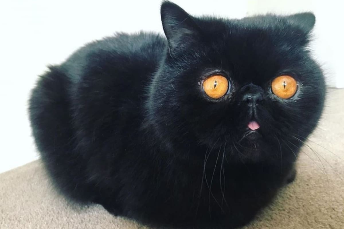 El animal vive en Australia, se llama Gremlin, tiene dos años y sus dueños aseguran que el color de sus ojos se fue volviendo más intenso a medida que el minino crecia