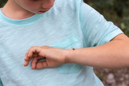 El año pasado, EE.UU. informó de un aumento en casos de babesiosis, pero no es la única enfermedad que transmiten las garrapatas, la otra es la Enfermedad de Lyme