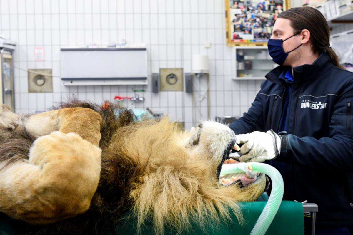 El año pasado el león embarazó a dos hembras y tuvo cinco cachorros