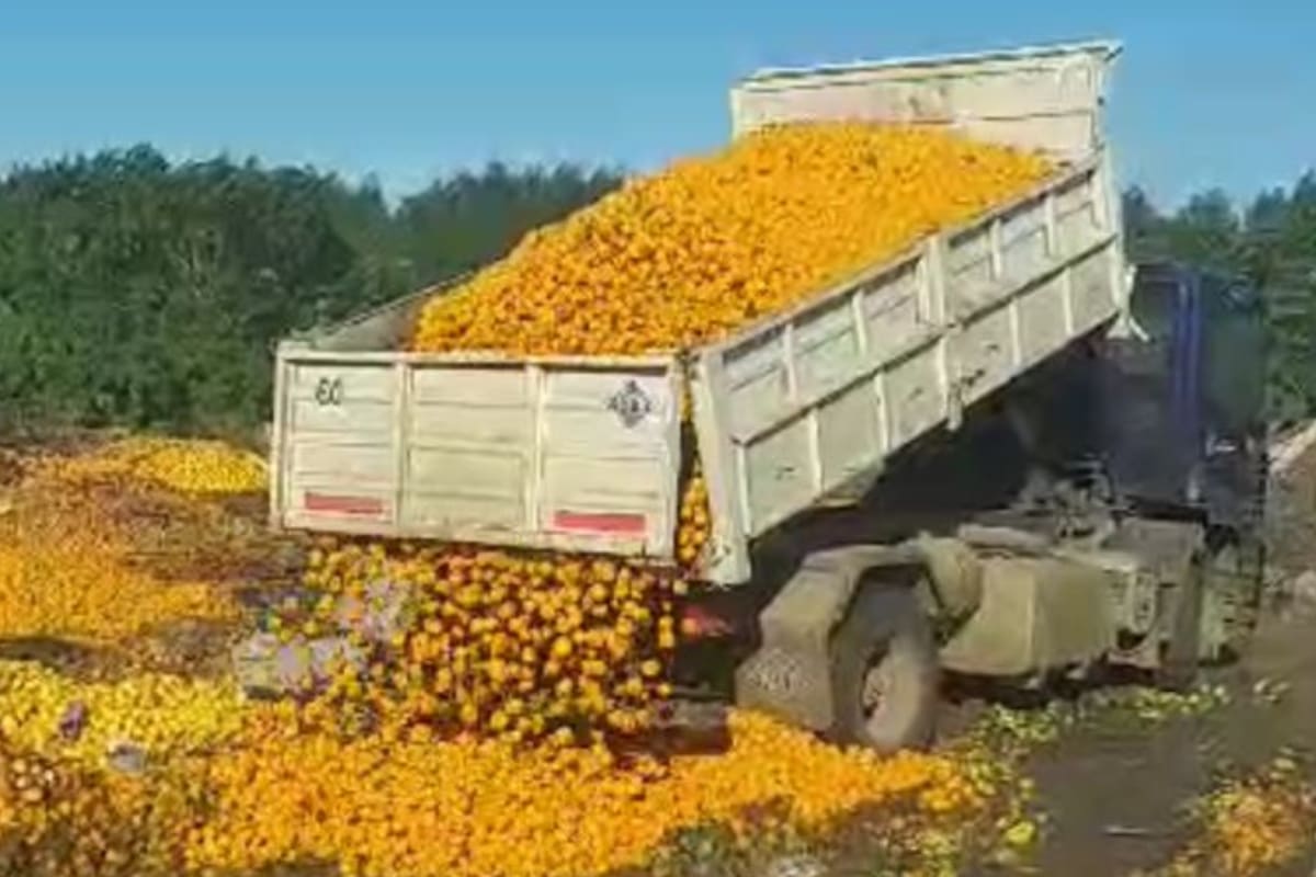El año pasado en esta región tuvieron que tirar las mandarinas porque no podían cubrir los costos para poder venderlas