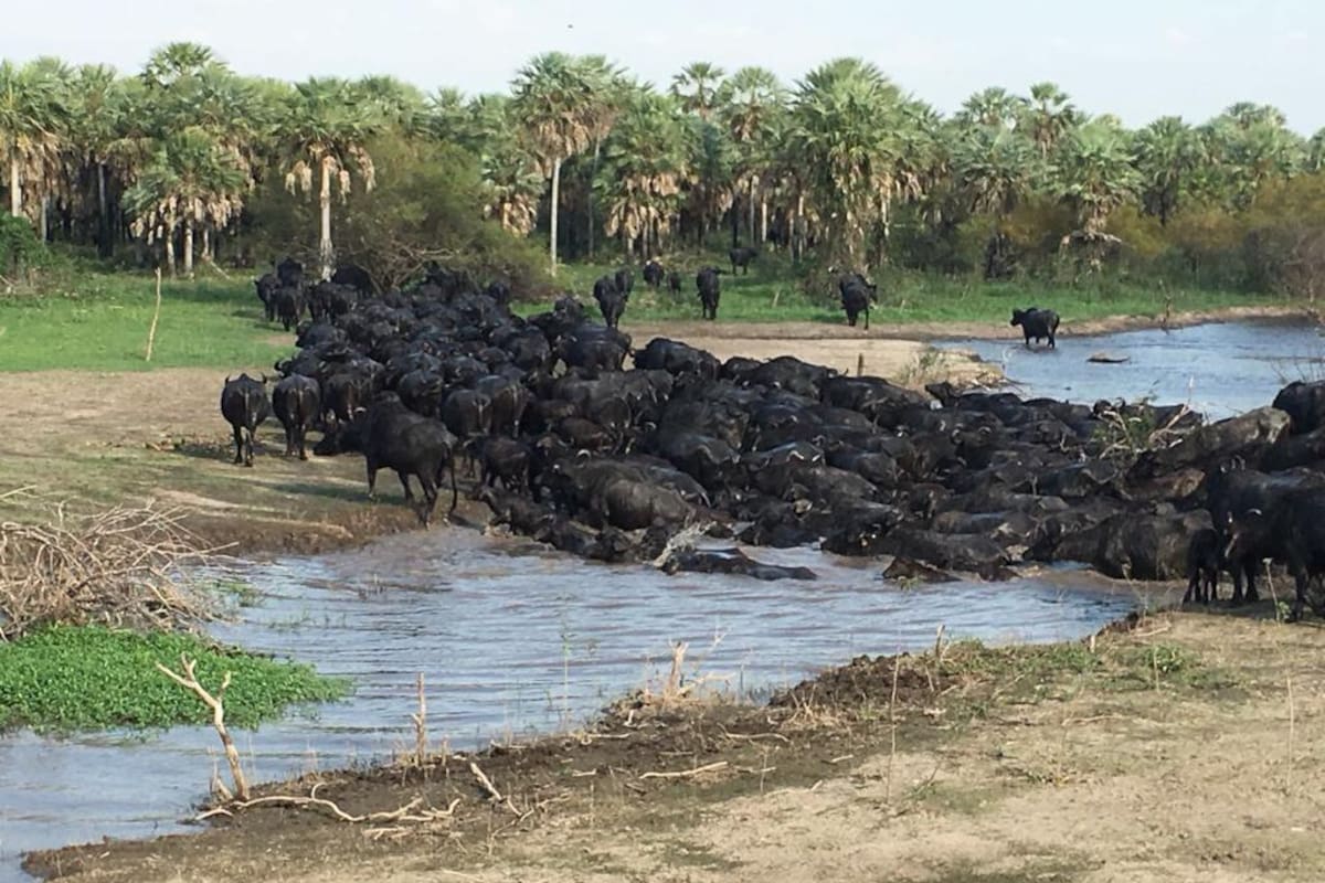 El año pasado, en la zona, hubo cerca de 200 animales faenados. A pesar de que los productores realizan las denuncias correspodientes, la Justicia no avanza en las investigaciones