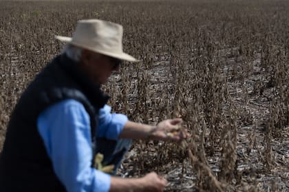 El año pasado hubo una drástica pérdida por la sequía; en 2024 habrá una mejor cosecha, si bien impactó la falta de lluvia de parte de enero y febrero