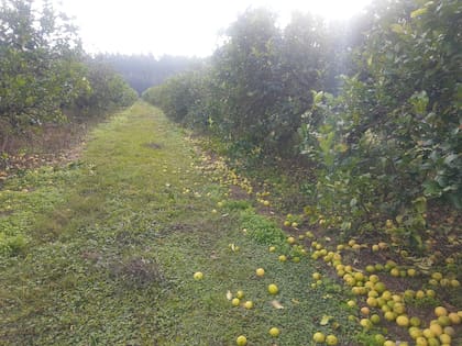 El año pasado, los pequeños citricultores recibían por parte de la industria $9 el kilo de limón, pero hoy solo les pagan $5. Afrontan un costo de cosecha y flete de $4. A favor tienen apenas un solo peso por kilo de fruta