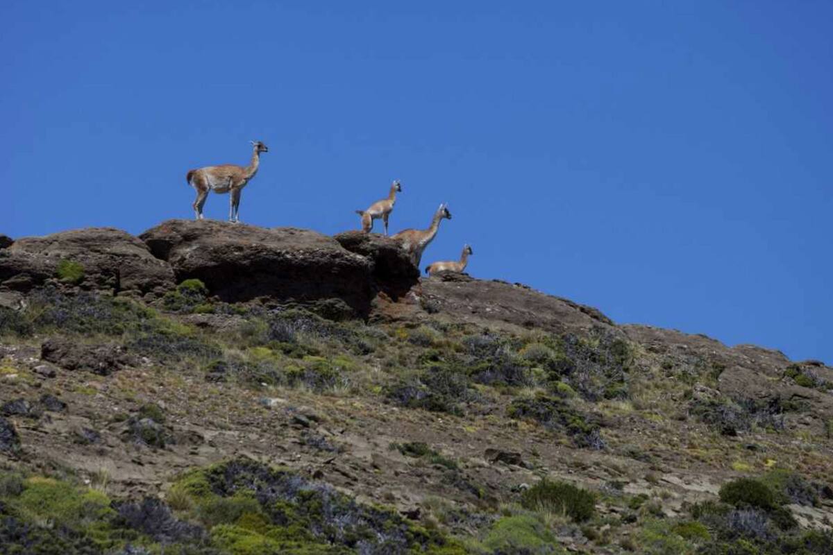 El año pasado, los productores lograron frenar en la Legislatura provincial la ampliación del parque