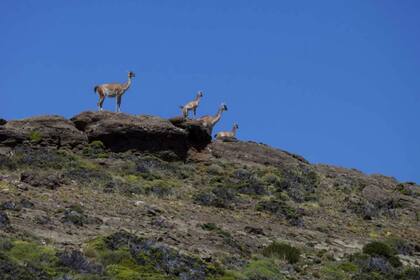 El año pasado, los productores lograron frenar en la Legislatura provincial la ampliación del parque
