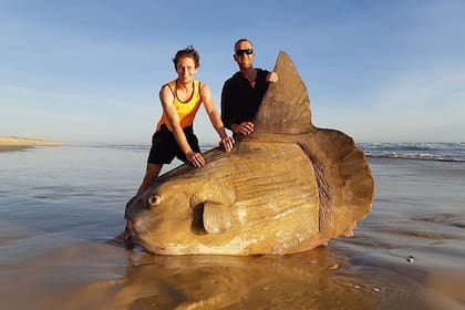 El año pasado otro ejemplar de la misma especie fue encontrado también en las costas australianas